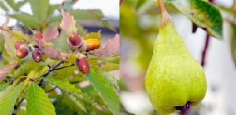 「自然」へのこだわり…食育編